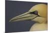 Northern Gannet (Morus Bassanus) Portrait, Saltee Islands, Ireland, May 2008-Green-Mounted Photographic Print