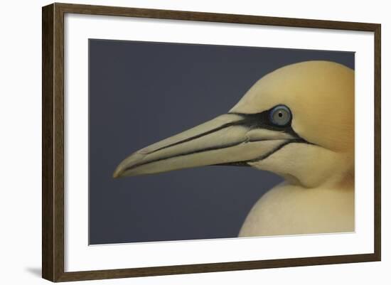 Northern Gannet (Morus Bassanus) Portrait, Saltee Islands, Ireland, May 2008-Green-Framed Photographic Print