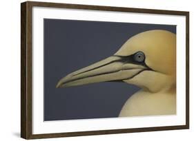 Northern Gannet (Morus Bassanus) Portrait, Saltee Islands, Ireland, May 2008-Green-Framed Photographic Print