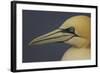 Northern Gannet (Morus Bassanus) Portrait, Saltee Islands, Ireland, May 2008-Green-Framed Photographic Print