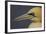 Northern Gannet (Morus Bassanus) Portrait, Saltee Islands, Ireland, May 2008-Green-Framed Photographic Print