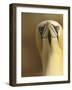 Northern Gannet (Morus Bassanus) Portrait, Saltee Islands, Ireland, May 2008-Green-Framed Photographic Print