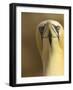 Northern Gannet (Morus Bassanus) Portrait, Saltee Islands, Ireland, May 2008-Green-Framed Photographic Print