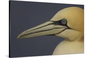 Northern Gannet (Morus Bassanus) Portrait, Saltee Islands, Ireland, May 2008-Green-Stretched Canvas