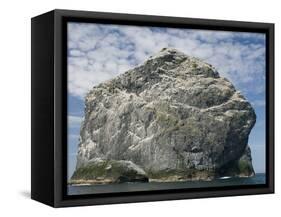 Northern gannet nesting colony atop Stac Lee-Kevin Schafer-Framed Stretched Canvas