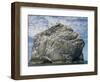 Northern gannet nesting colony atop Stac Lee-Kevin Schafer-Framed Photographic Print