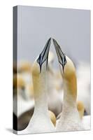Northern Gannet Sky Pointing as Part of Courtship Display-null-Stretched Canvas
