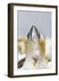 Northern Gannet Sky Pointing as Part of Courtship Display-null-Framed Photographic Print