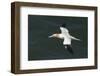 Northern Gannet (Sula Bassana) in Flight, United Kingdom, Europe-Andy Davies-Framed Photographic Print