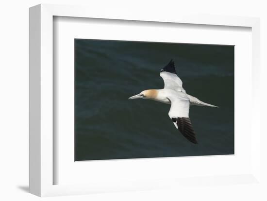 Northern Gannet (Sula Bassana) in Flight, United Kingdom, Europe-Andy Davies-Framed Photographic Print