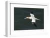 Northern Gannet (Sula Bassana) in Flight, United Kingdom, Europe-Andy Davies-Framed Photographic Print