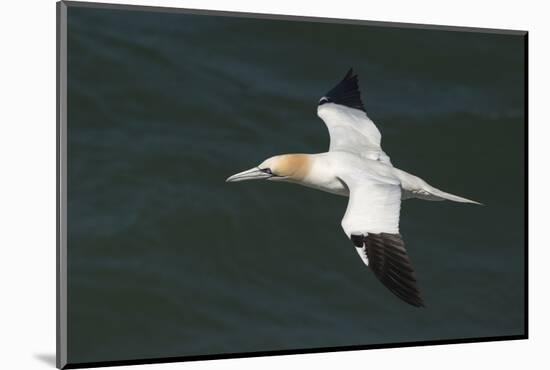 Northern Gannet (Sula Bassana) in Flight, United Kingdom, Europe-Andy Davies-Mounted Photographic Print