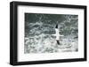 Northern Gannet (Sula Bassana) in Flight, United Kingdom, Europe-Andy Davies-Framed Photographic Print