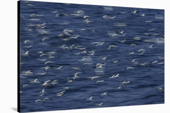 Northern Gannets (Morus Bassanus) Flying Low over the Sea, North Atlantic, June 2009-Green-Stretched Canvas