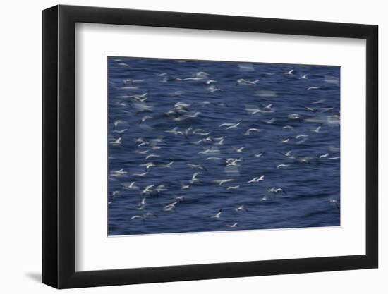 Northern Gannets (Morus Bassanus) Flying Low over the Sea, North Atlantic, June 2009-Green-Framed Photographic Print