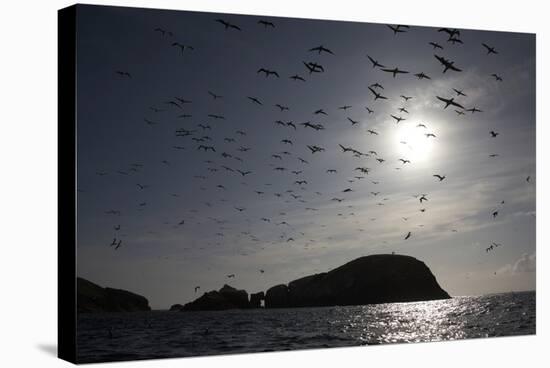 Northern Gannets (Morus Bassanus) in Flight, the Flannans, Outer Hebrides, Scotland, July 2009-Green-Stretched Canvas