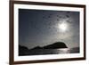 Northern Gannets (Morus Bassanus) in Flight, the Flannans, Outer Hebrides, Scotland, July 2009-Green-Framed Photographic Print