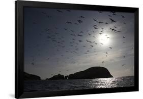 Northern Gannets (Morus Bassanus) in Flight, the Flannans, Outer Hebrides, Scotland, July 2009-Green-Framed Photographic Print