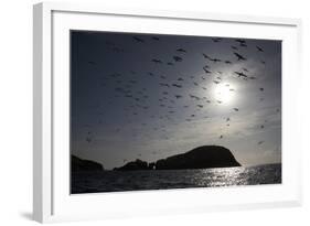 Northern Gannets (Morus Bassanus) in Flight, the Flannans, Outer Hebrides, Scotland, July 2009-Green-Framed Photographic Print