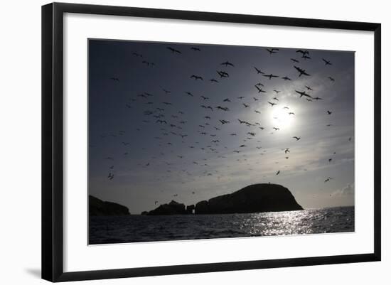 Northern Gannets (Morus Bassanus) in Flight, the Flannans, Outer Hebrides, Scotland, July 2009-Green-Framed Photographic Print