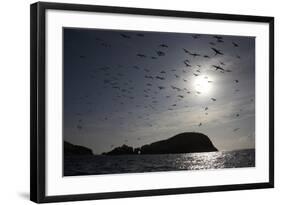 Northern Gannets (Morus Bassanus) in Flight, the Flannans, Outer Hebrides, Scotland, July 2009-Green-Framed Photographic Print