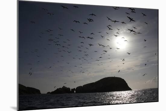 Northern Gannets (Morus Bassanus) in Flight, the Flannans, Outer Hebrides, Scotland, July 2009-Green-Mounted Photographic Print