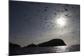 Northern Gannets (Morus Bassanus) in Flight, the Flannans, Outer Hebrides, Scotland, July 2009-Green-Mounted Photographic Print