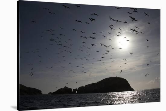 Northern Gannets (Morus Bassanus) in Flight, the Flannans, Outer Hebrides, Scotland, July 2009-Green-Stretched Canvas