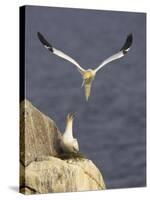 Northern Gannets (Morus Bassanus) Pair at Nest, Saltee Islands, Ireland, June 2009-Green-Stretched Canvas