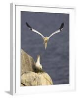 Northern Gannets (Morus Bassanus) Pair at Nest, Saltee Islands, Ireland, June 2009-Green-Framed Photographic Print