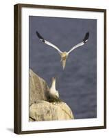 Northern Gannets (Morus Bassanus) Pair at Nest, Saltee Islands, Ireland, June 2009-Green-Framed Photographic Print