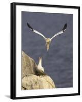 Northern Gannets (Morus Bassanus) Pair at Nest, Saltee Islands, Ireland, June 2009-Green-Framed Photographic Print