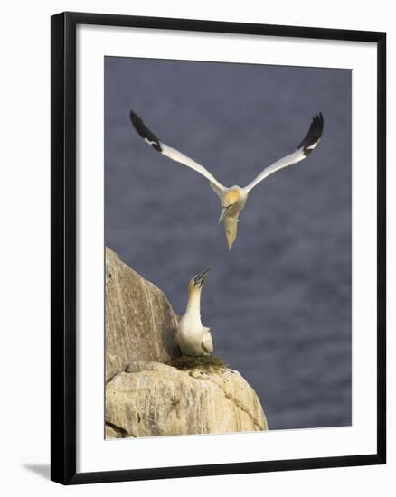 Northern Gannets (Morus Bassanus) Pair at Nest, Saltee Islands, Ireland, June 2009-Green-Framed Photographic Print