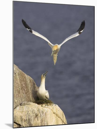 Northern Gannets (Morus Bassanus) Pair at Nest, Saltee Islands, Ireland, June 2009-Green-Mounted Photographic Print