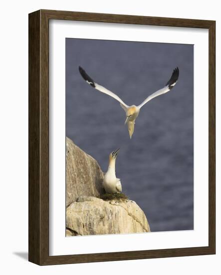 Northern Gannets (Morus Bassanus) Pair at Nest, Saltee Islands, Ireland, June 2009-Green-Framed Photographic Print