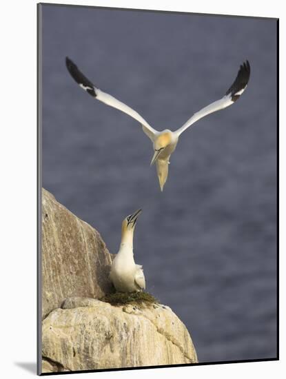 Northern Gannets (Morus Bassanus) Pair at Nest, Saltee Islands, Ireland, June 2009-Green-Mounted Photographic Print