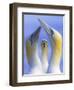 Northern Gannets (Morus - Sula Bassanus) Portrait Of Individual With A Courting Pair In Foreground-Ben Hall-Framed Photographic Print