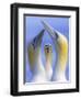 Northern Gannets (Morus - Sula Bassanus) Portrait Of Individual With A Courting Pair In Foreground-Ben Hall-Framed Photographic Print