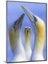 Northern Gannets (Morus - Sula Bassanus) Portrait Of Individual With A Courting Pair In Foreground-Ben Hall-Mounted Photographic Print