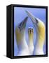 Northern Gannets (Morus - Sula Bassanus) Portrait Of Individual With A Courting Pair In Foreground-Ben Hall-Framed Stretched Canvas