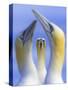 Northern Gannets (Morus - Sula Bassanus) Portrait Of Individual With A Courting Pair In Foreground-Ben Hall-Stretched Canvas