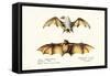 Northern Ghost Bat, 1824-Karl Joseph Brodtmann-Framed Stretched Canvas