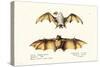 Northern Ghost Bat, 1824-Karl Joseph Brodtmann-Stretched Canvas