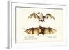 Northern Ghost Bat, 1824-Karl Joseph Brodtmann-Framed Giclee Print