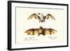 Northern Ghost Bat, 1824-Karl Joseph Brodtmann-Framed Giclee Print