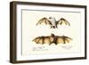 Northern Ghost Bat, 1824-Karl Joseph Brodtmann-Framed Giclee Print