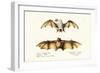 Northern Ghost Bat, 1824-Karl Joseph Brodtmann-Framed Giclee Print