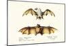 Northern Ghost Bat, 1824-Karl Joseph Brodtmann-Mounted Giclee Print