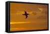 Northern Giant Petrel in Flight at Sunset-null-Framed Stretched Canvas