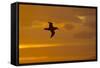 Northern Giant Petrel in Flight at Sunset-null-Framed Stretched Canvas